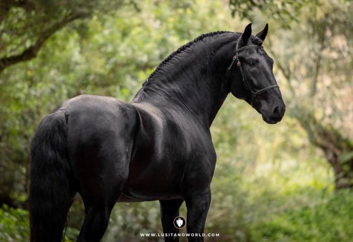 Animals Are Amazing — WOW! NEVER SEEN A MUSTANG LIKE THIS BEFORE! How to draw a boy