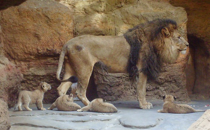Www.zoo-wuppertal.net - Löwenfütterung - Lira und Luena und Nasir und Nyala How long does it take to become a therapist