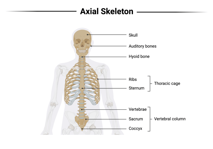 Axial Skeleton | BioRender Science Templates How to qualify for section 8 housing