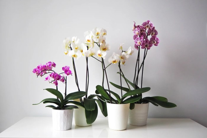 How To Repot an Orchid | Apartment Therapy How to stop wheezing