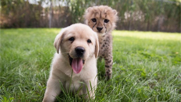 Cheetah puppy cub dog friendship friends best kago 2015 baby unusual sweetest cute so have animals other become rescue troubled Cheetah puppy cub dog friendship friends best kago 2015 baby unusual sweetest cute so have animals other become rescue troubled