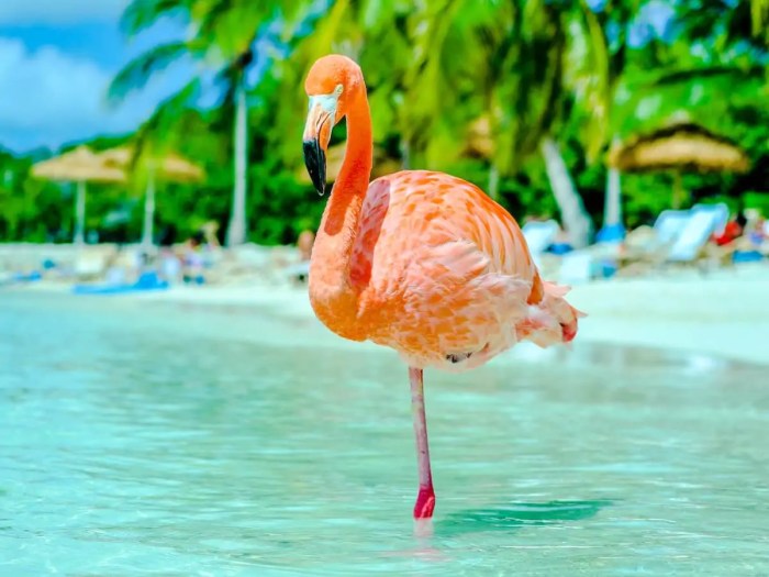 How to Buy a Day Pass to Renaissance Island Aruba | Aruba Unleashed How to grow carrot plant
