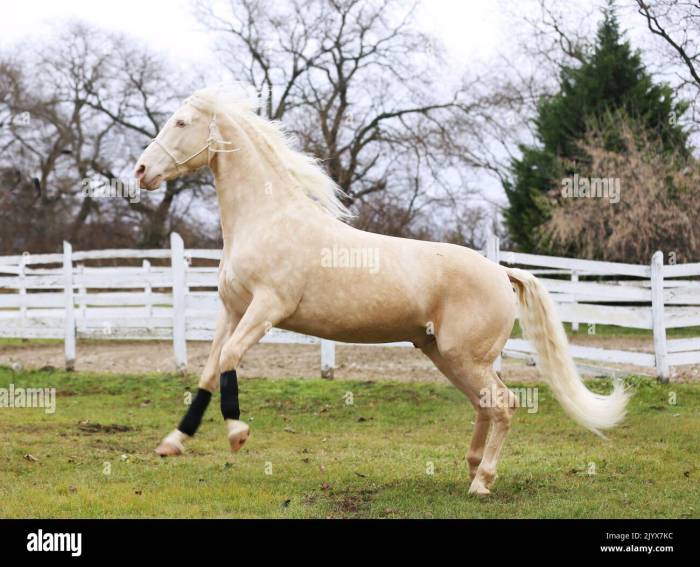 Perlino Colored Horse How much does it cost to pump a septic tank