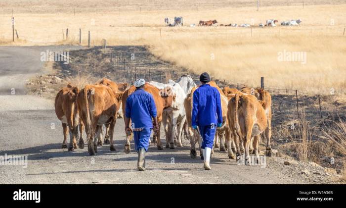 Bergville, South Africa - two unidentified Basotho herdsmen drive a ... How to make patches