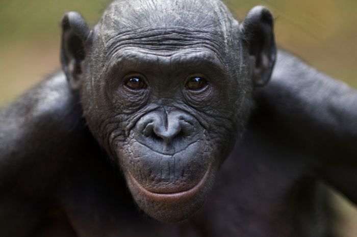 Why Bonobos Are Endangered and What We Can Do How to repair cracks in concrete