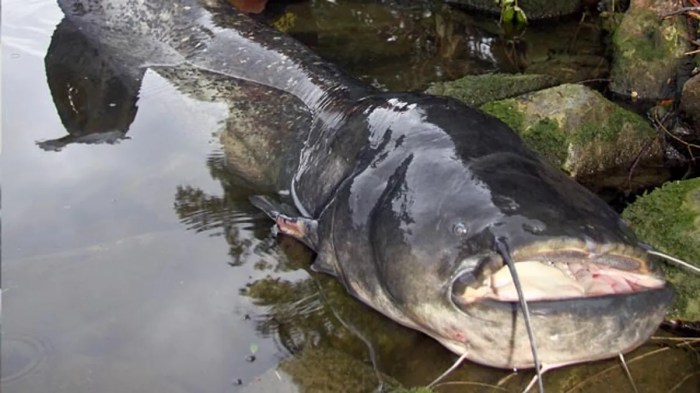 Wels-Angriff im Brombachsee bei Nürnberg: Sind die Fische gefährlich? How long does zyrtec take to work