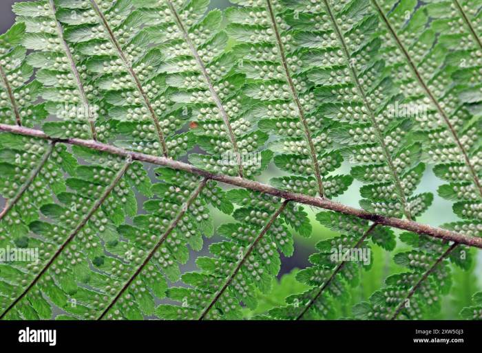 Echter wurmfarn -Fotos und -Bildmaterial in hoher Auflösung – Alamy How to make hush puppies