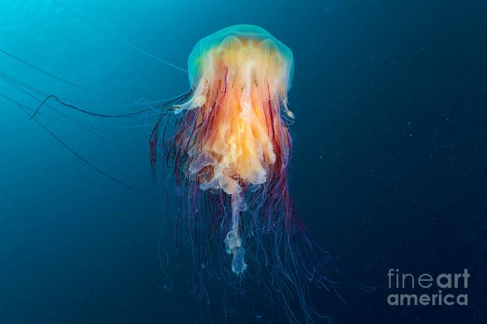 Lion's Mane Jellyfish (cyanea Capillata) Photograph by Alexander ... How to tame parrot minecraft