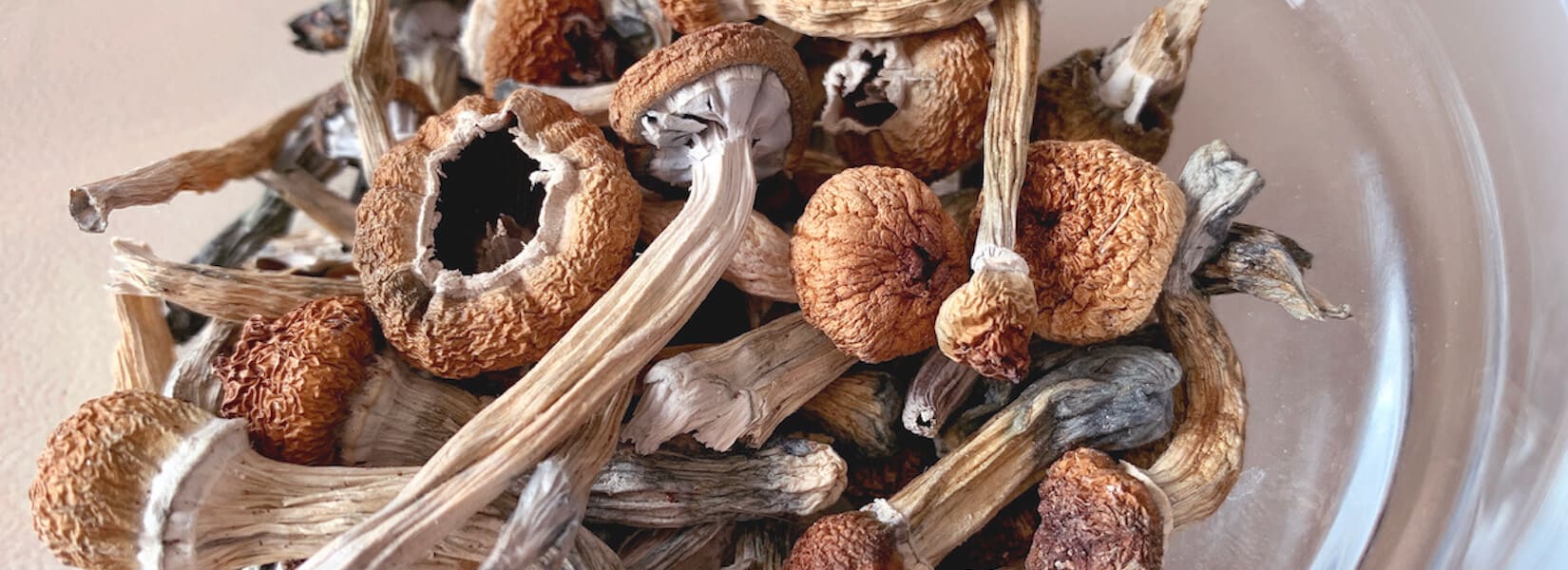 The Complete Guide to Penis Envy Mushrooms - Shroomer How to do a burnout
