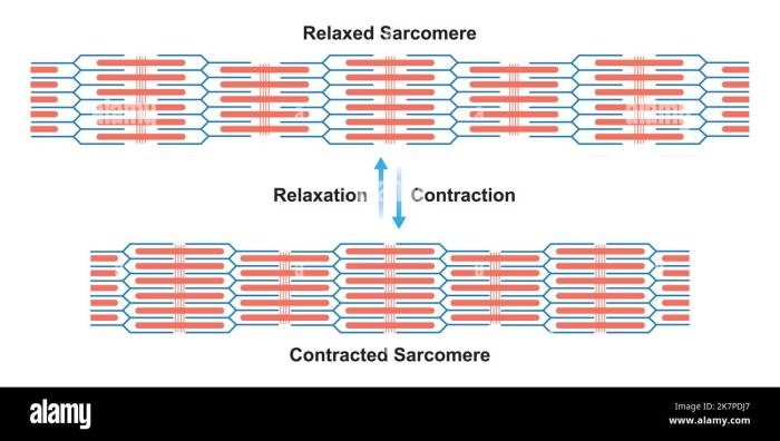Sarcomere Contraction How to burp on command