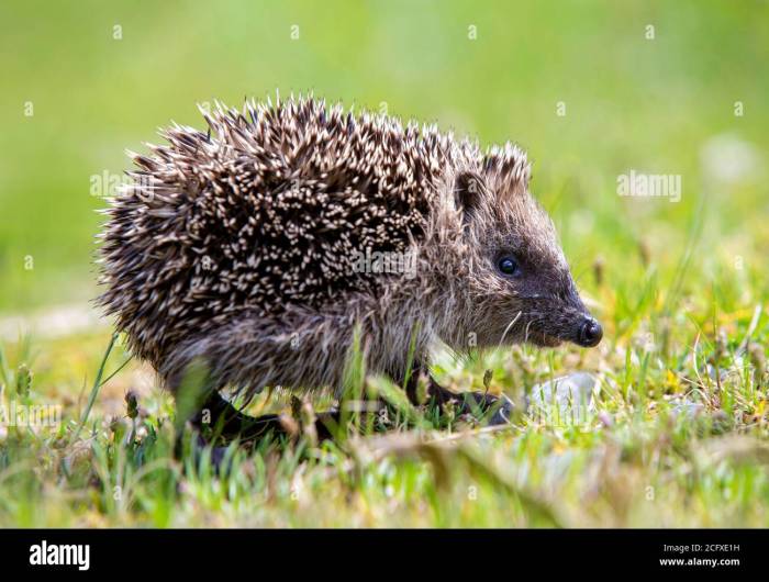 Igel niedlich -Fotos und -Bildmaterial in hoher Auflösung – Alamy How to see if someone blocked you on fb