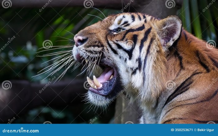 Sumatran Tiger Roar, Critically Endangered Species with only Around 140 ... Sumatran Tiger Roar, Critically Endangered Species with only Around 140 ...