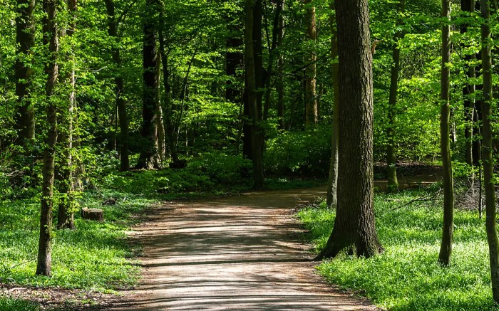 Waldspaziergang | Deutsche Wildtier Stiftung Waldspaziergang | Deutsche Wildtier Stiftung